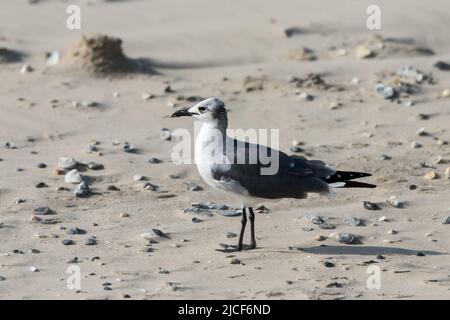 Un Gull riant, Leucophaeus atycilla, debout sur la plage de sable de South Padre Island, Texas. Banque D'Images