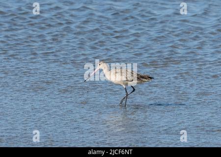 A Marbled Godouit, Limosa fedoa, en train de se fourrager dans une marée plate de la Laguna Madre sur South Padre Island, Texas. Banque D'Images