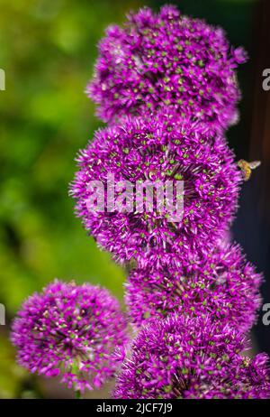Belles fleurs violettes Allium giganteum, cultivar Globemaster. Une fleur d'oignon géant. Champ d'Allium oignon ornemental. Quelques balles d'Alliu en fleur Banque D'Images