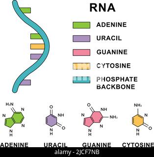 Molécule d'acide ribonucléique en spirale avec formules moléculaires des nucléobases d'ARN. Molécule d'ARN avec structure nucléobases - cytosine, guanine, adénine, uracile Illustration de Vecteur