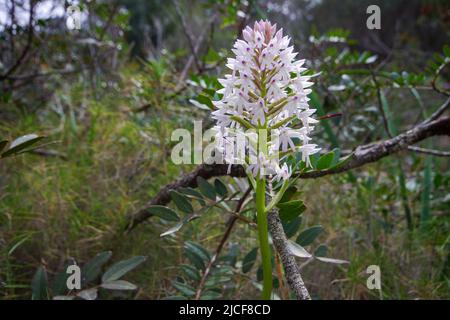 Orchidée pyramidale (Anacamptis pyramidalis), Majorque, Espagne Banque D'Images