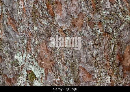 Vue rapprochée de l'écorce de l'arbre. Texture naturelle. Banque D'Images