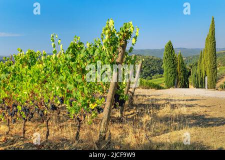 Vignobles près de Radda in Chianti, Chianti, province de Florence, Toscane, Italie Banque D'Images
