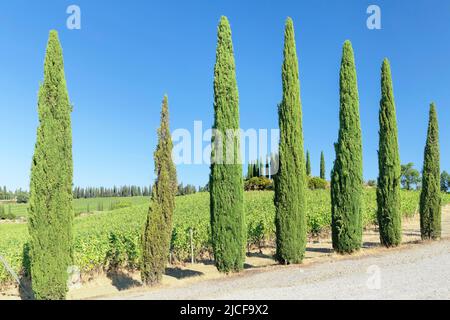 Cypress avenues dans les vignobles près de Radda in Chianti, Chianti, province de Florence, Toscane, Italie Banque D'Images