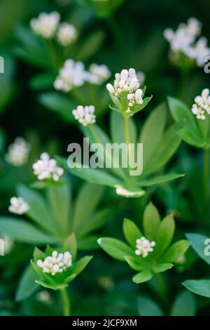 Fleurs blanches de Woodruff, galium odoratum Banque D'Images
