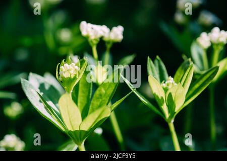 Fleurs blanches de Woodruff, galium odoratum Banque D'Images