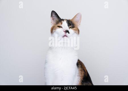calico chat regardant l'appareil photo en colère ou déplaisés sur fond blanc Banque D'Images