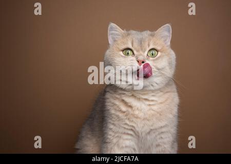 un petit chat britannique affamé se régle sur les lèvres portrait avec espace de copie Banque D'Images