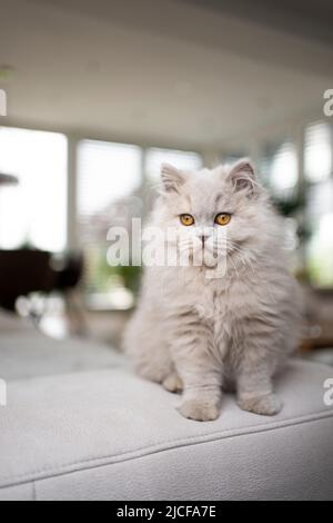 joli chat en poils longs britannique moelleux assis sur un canapé dans un salon moderne Banque D'Images