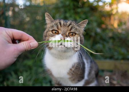 le propriétaire d'un animal de compagnie nourrissant le chat tenant la lame d'herbe à la main Banque D'Images