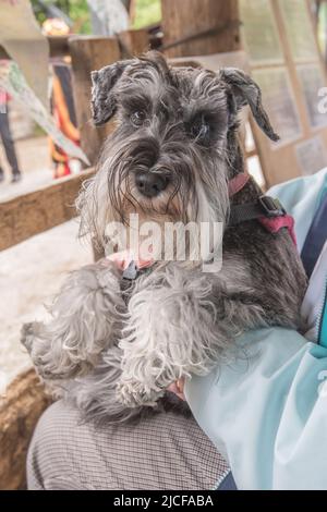 Je suis un Schnauzer miniature assez beau avec une barbe de chuchotements de menton pour améliorer mes beaux regards ciselés Banque D'Images