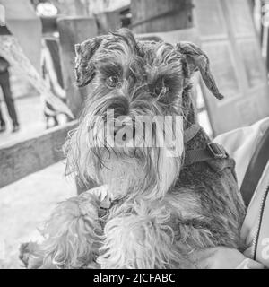 Je suis un Schnauzer miniature assez beau avec une barbe de chuchotements de menton pour améliorer mes beaux regards ciselés Banque D'Images