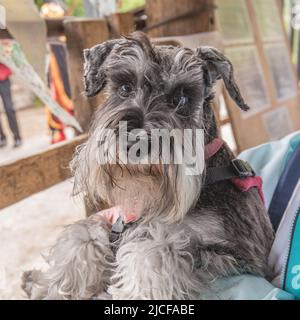 Je suis un Schnauzer miniature assez beau avec une barbe de chuchotements de menton pour améliorer mes beaux regards ciselés Banque D'Images