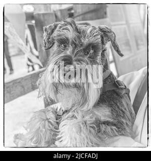 Je suis un Schnauzer miniature assez beau avec une barbe de chuchotements de menton pour améliorer mes beaux regards ciselés Banque D'Images