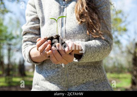 Une femme met une plante au printemps Banque D'Images