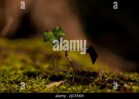 Une petite plante de lierre pousse sur un tronc d'arbre recouvert de mousse morte Banque D'Images