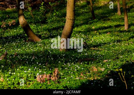 Anémones en bois fleuris dans la forêt au printemps, fond de forêt complètement surcultivé Banque D'Images