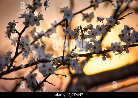 Cerisiers en fleurs en premier plan pendant le coucher de soleil romantique devant un pré. Photo de la nature Banque D'Images