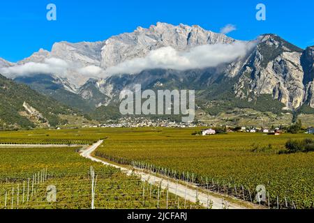 Vignobles dans la région viticole de Chamoson, devant les parois rocheuses du pic du Haut de Cry, Chamoson, Valais, Suisse Banque D'Images