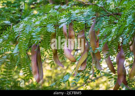 Feuilles d'acacia avec un motif et de longues gousses vertes avec des graines sur un fond flou de.Feuillage frais et branches dans le parc.Croissance estivale de natur Banque D'Images