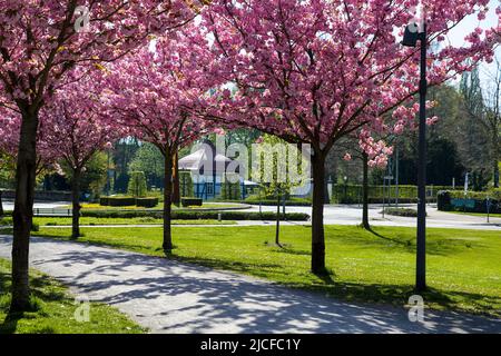 Avenue des cerisiers, rempart, Stadthagen, Basse-Saxe Banque D'Images