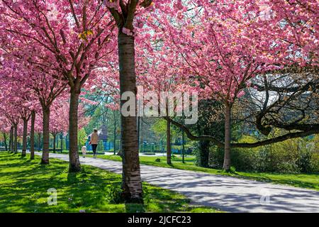 Avenue des cerisiers, rempart, Stadthagen, Basse-Saxe Banque D'Images