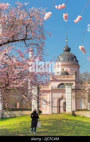 Cerisiers en fleurs dans le jardin baroque de la mosquée du château de Schwetzingen, Schwetzingen, Bade-Wurtemberg, Allemagne Banque D'Images