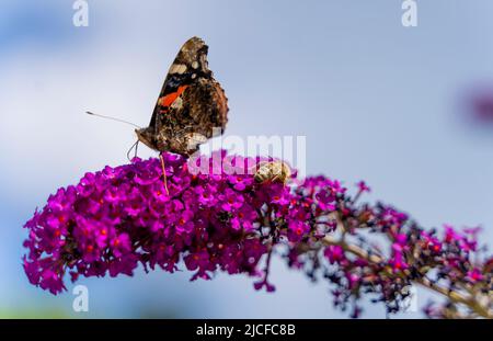 Petit papillon tortoiseshell et abeille sur fleur de lilas d'été violet, Bavière, Allemagne Banque D'Images