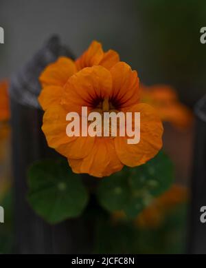 Fleur d'orange d'un nasturtium sur la clôture de jardin, Bavière, Allemagne Banque D'Images