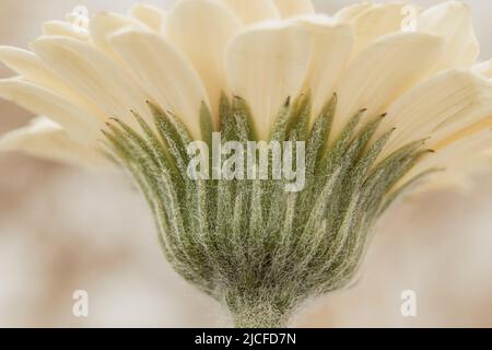 Macro photographie de la fleur de gerbera blanche Banque D'Images