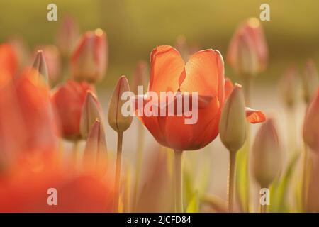 Tulipe, pétales en forme de coeur, Banque D'Images