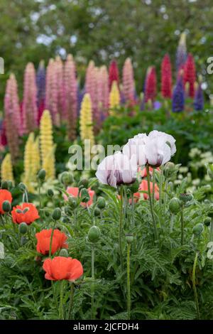 Papaver orientale. Des coquelicots et des lupins orientaux dans un jardin anglais au printemps. Angleterre Banque D'Images