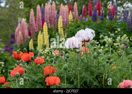 Papaver orientale. Des coquelicots et des lupins orientaux dans un jardin anglais au printemps. Angleterre Banque D'Images