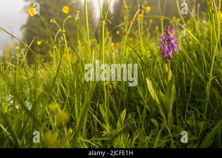 Une orchidée à feuilles larges (Dactylorhiza majalis) dans un pré floral sur une pente de montagne dans les Alpes autrichiennes, Karwendel Banque D'Images