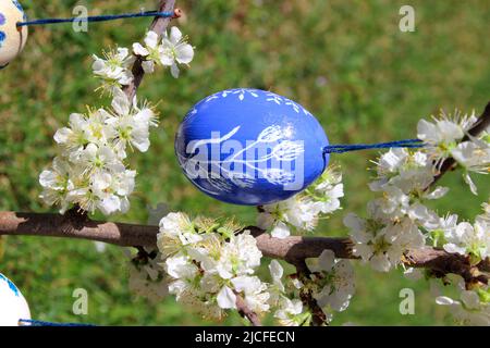 œufs de pâques peints sur un prunier en fleurs, printemps, printemps, pâques, jardin, haute-bavière, bavière, allemagne Banque D'Images