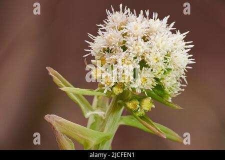 Fleurs au printemps, butterbur blanc, petasites albus, fleur, gros plan Banque D'Images