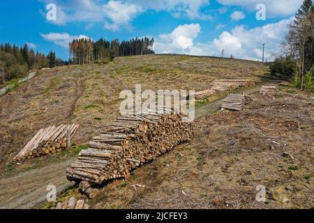 04/27/2022, Hilchenbach, Rhénanie-du-Nord-Westphalie, Allemagne - dépérissement forestier dans le district de Siegen-Wittgenstein dans les pays aigre, la sécheresse et le coléoptère endommagent les épinettes dans la forêt de conifères. Les forêts mortes d'épinette ont été abattées. Banque D'Images