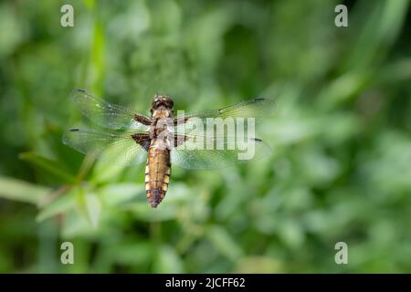 Gros plan d'une libellule à ventre plat volante (Libellula depressa) survolant une prairie verte, en été Banque D'Images