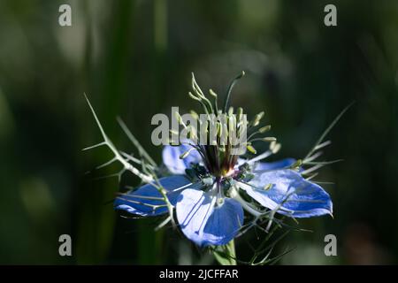 Gros plan de la fleur bleue d'un Damsel dans le Vert (Nigella damascena) croissant dans la nature sur un fond sombre et vert, caché dans l'ombre. Banque D'Images