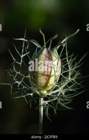 Gros plan sur le bourgeon d'une Marguerite (Nigella damascena) poussant dans la nature sur un fond vert et sombre, caché dans l'ombre. Banque D'Images