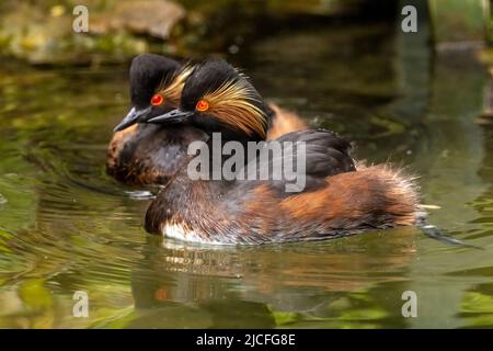 Grebe à col noir alias Grebe Eared WWT Arundel Wetland Centre, Arundel, West Sussex, Royaume-Uni, Banque D'Images