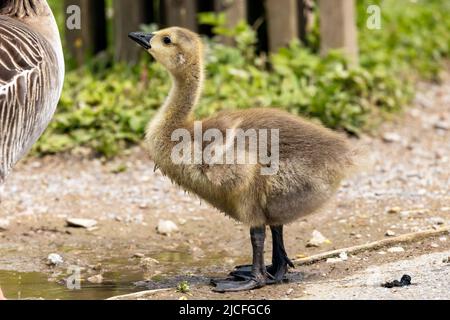 Des oisons présentant la parenté mixte inhabituelle de la Bernache du Canada et de la Bernache du Graylag au centre des terres humides de la WWT Arundel, Arundel, West Sussex, Royaume-Uni, une réserve naturelle Banque D'Images