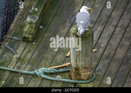 Norvège, Troms og Finnmark, Havøysund, Herring Gull (Larus argentatus) sur un bollard dans le port. Banque D'Images