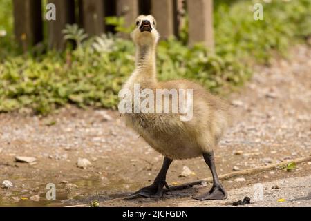 Des oisons présentant la parenté mixte inhabituelle de la Bernache du Canada et de la Bernache du Graylag au centre des terres humides de la WWT Arundel, Arundel, West Sussex, Royaume-Uni, une réserve naturelle Banque D'Images