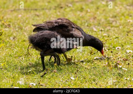 Les Moorhens, parfois appelés poules de marais, sont des oiseaux aquatiques de taille moyenne qui appartiennent à la famille des rails (Rallidae). Image capturée à WWT Arundel Banque D'Images