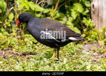 Les Moorhens, parfois appelés poules de marais, sont des oiseaux aquatiques de taille moyenne qui appartiennent à la famille des rails (Rallidae). Image capturée à WWT Arundel Banque D'Images