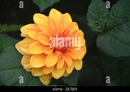 Simple Orange Double Dahlia 'David Howard' Flower cultivé dans une frontière à RHS Garden Harlow Carr, Harrogate, Yorkshire, Angleterre, Royaume-Uni. Banque D'Images