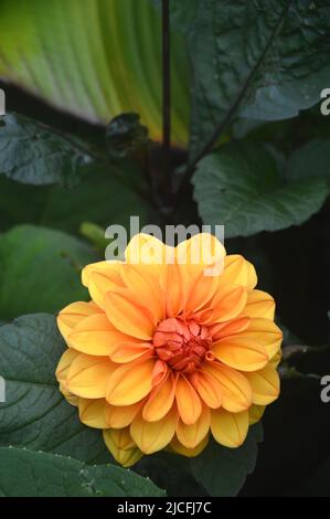 Simple Orange Double Dahlia 'David Howard' Flower cultivé dans une frontière à RHS Garden Harlow Carr, Harrogate, Yorkshire, Angleterre, Royaume-Uni. Banque D'Images