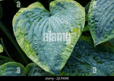 Rosée sur des feuilles de Hosta 'Frances Williams' (Plantain Lily), vert foncé/clair, cultivées à RHS Garden Harlow Carr, Harrogate, Yorkshire, Angleterre, Royaume-Uni. Banque D'Images