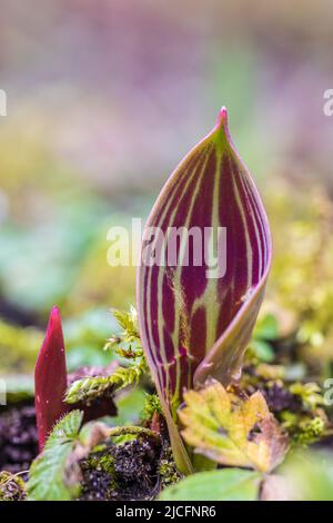 Gros plan, les feuilles de tulipe jadent du sol au printemps Banque D'Images